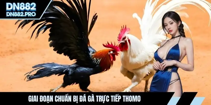 Giai đoạn chuẩn bị đá gà trực tiếp Thomo